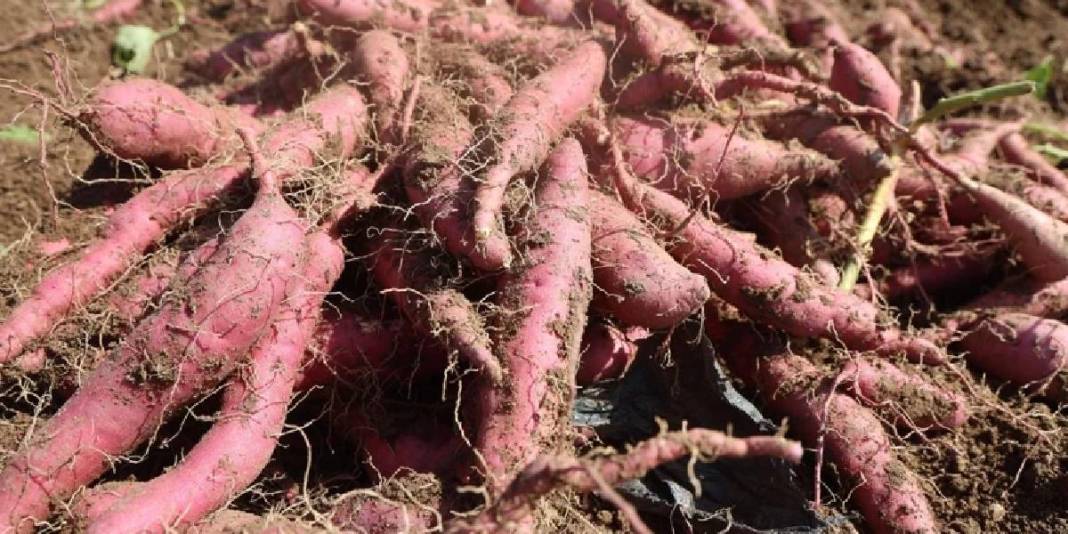 Boşuna isminin başında ‘tatlı’ yer almıyor! Hatay’da hasat zamanı: Mucize besin sofralara geliyor 4